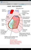 Anatomy Lectures