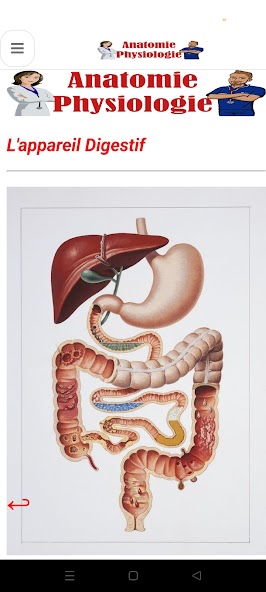 Anatomy - Physiology