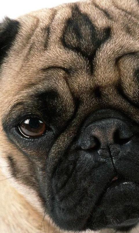 Pugs Dog Wallpapers