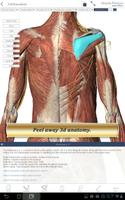 Muscle Premium for Springer