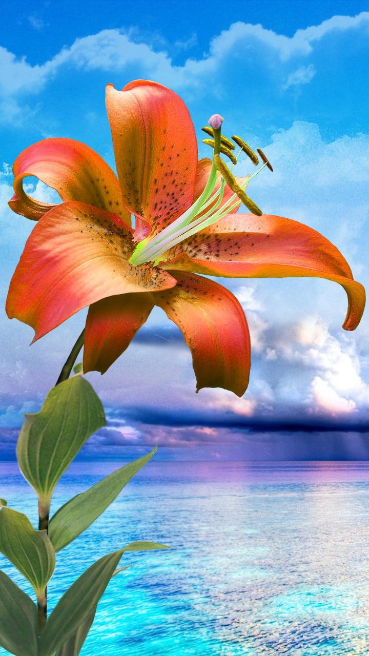 Flowers. Magic Touch Wallpaper