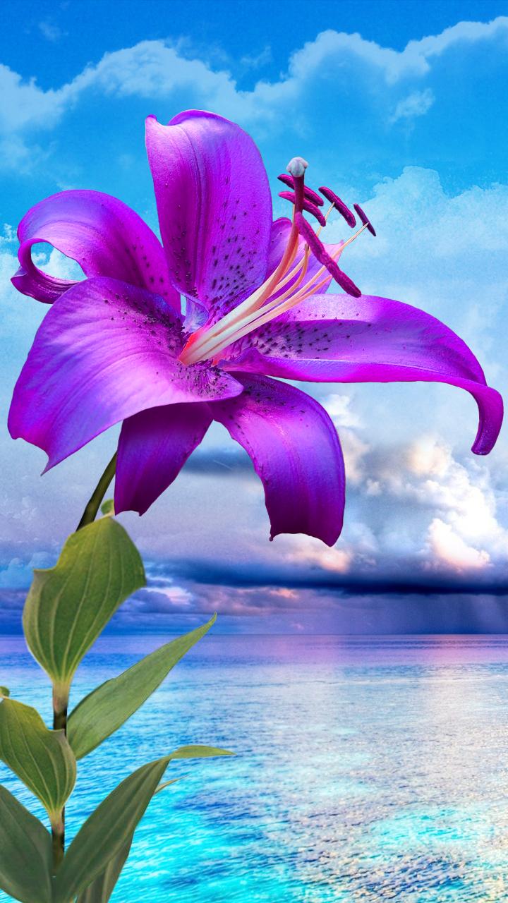 Flowers. Magic Touch Wallpaper