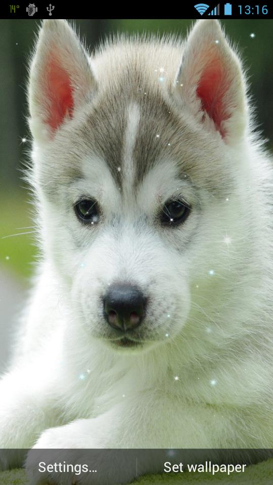 Puppy Live Wallpaper