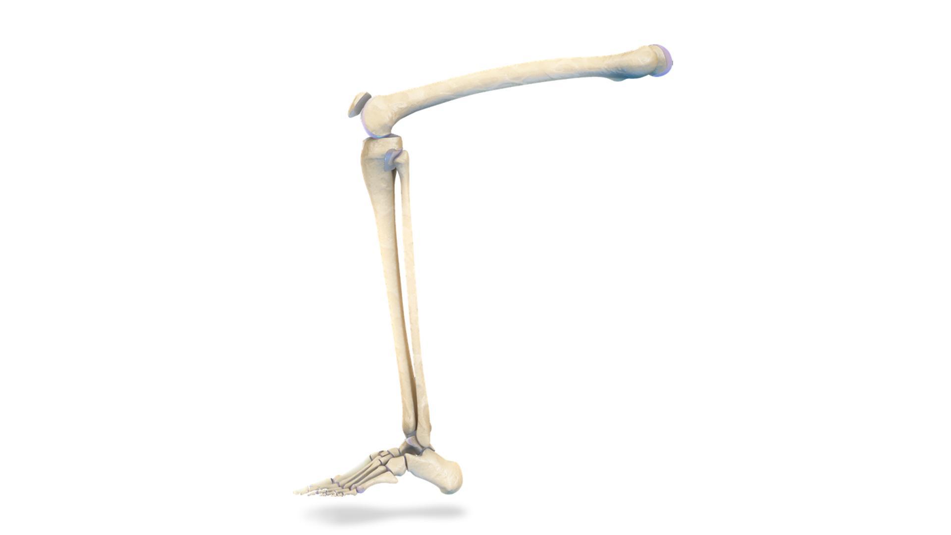 VR Human Leg