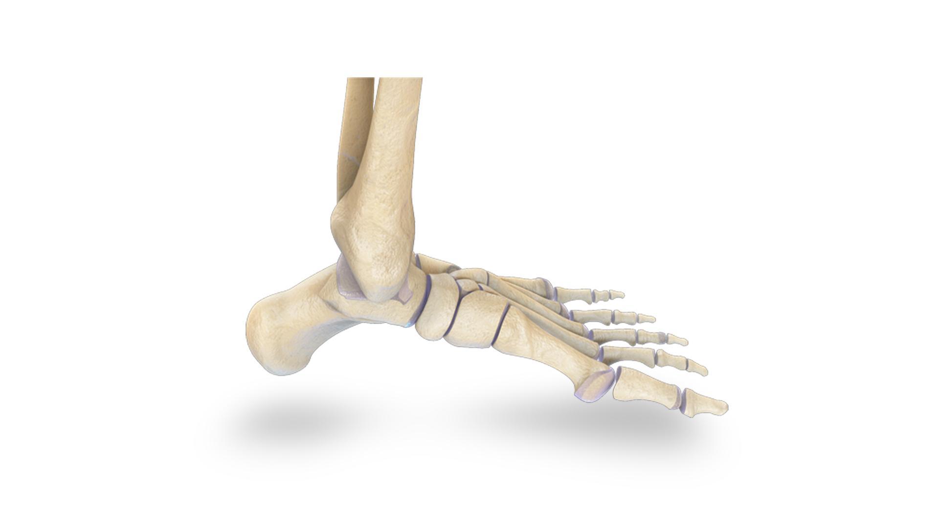 VR Human Leg