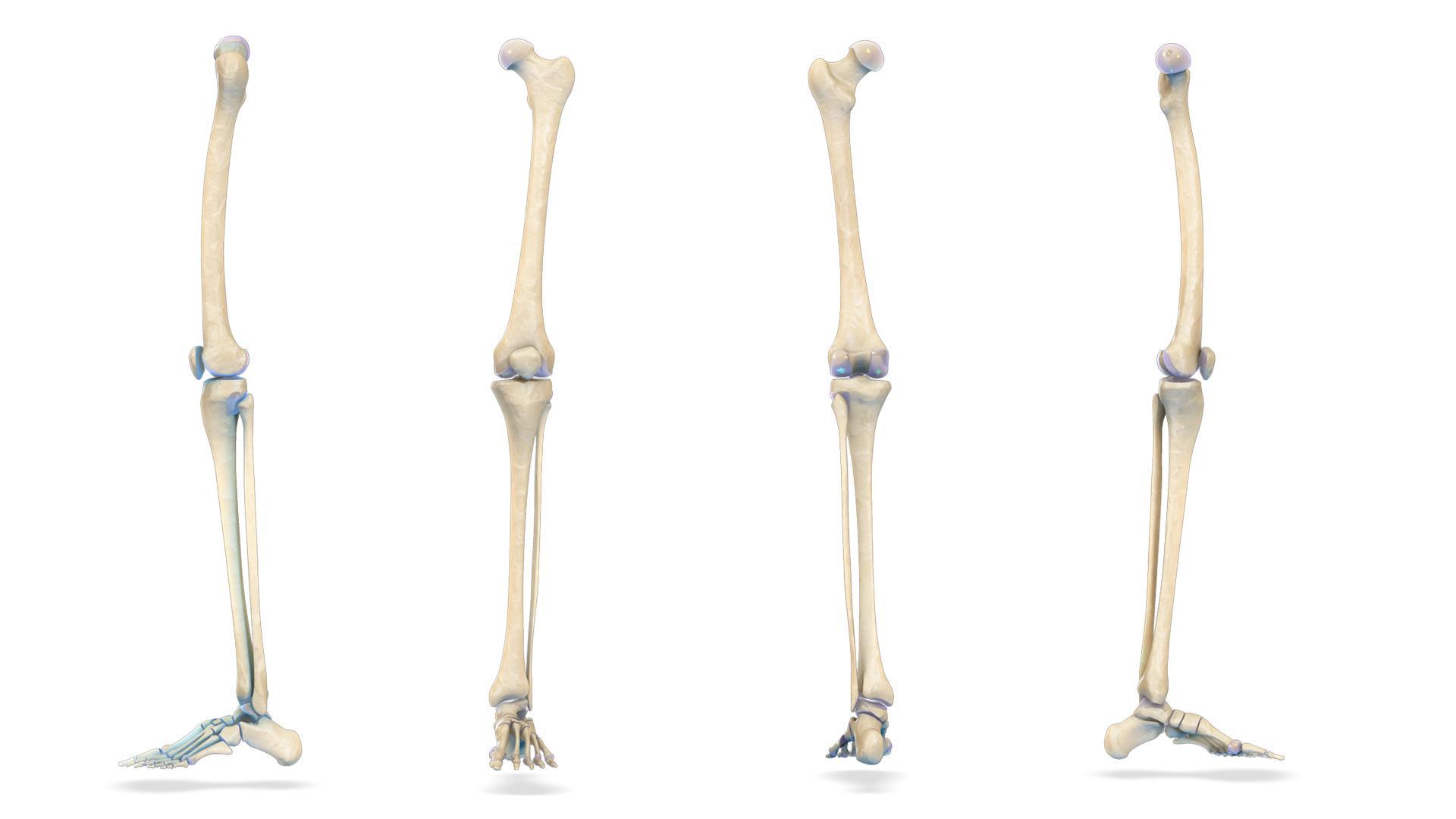 VR Human Leg