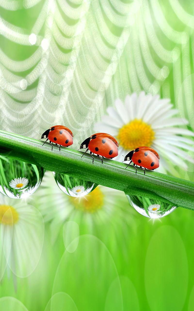 Ladybug Live Wallpaper
