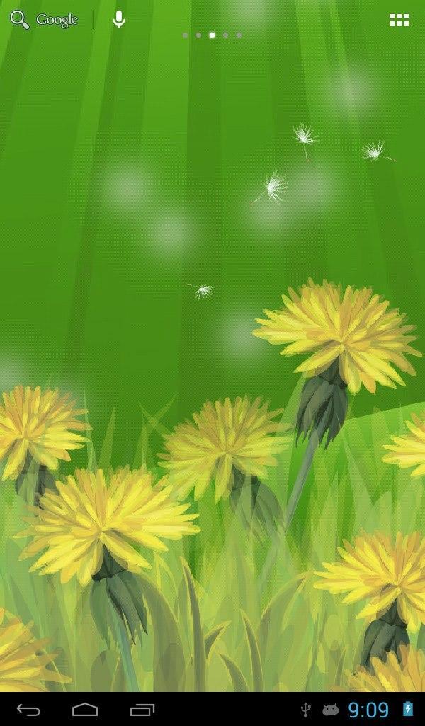 Dandelions field