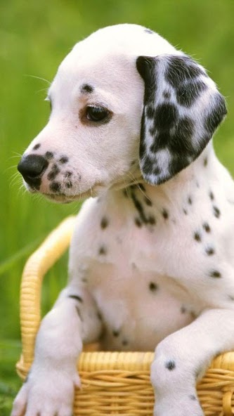 Puppies Live Wallpaper