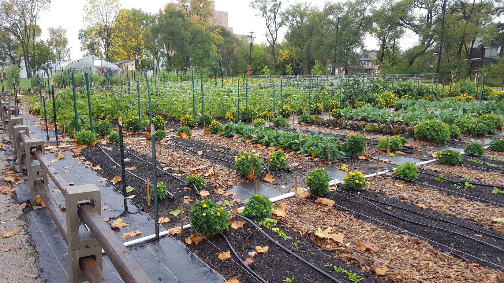 TerraceDrip-Controller