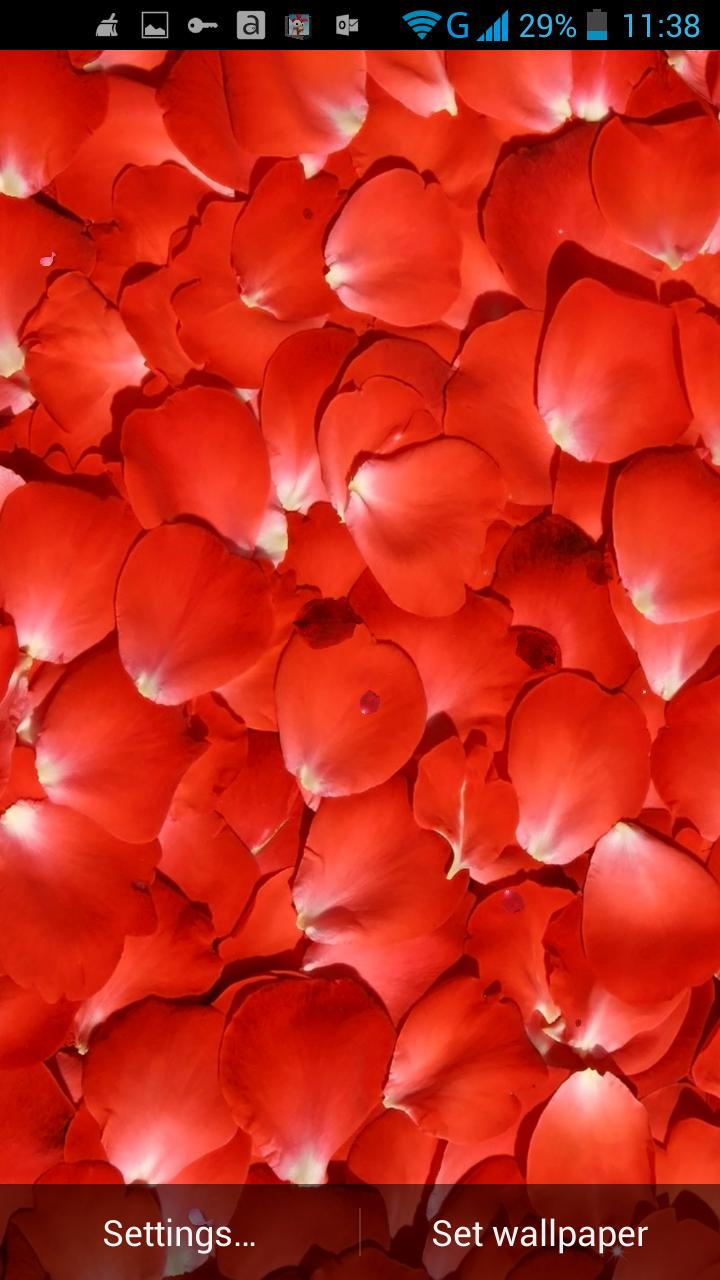 Rose Petals Live Wallpaper