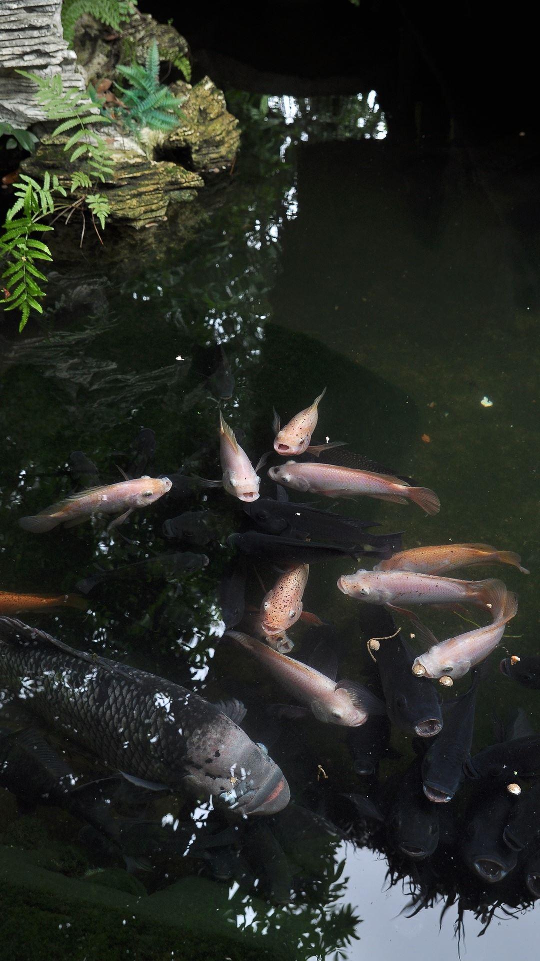 Magic Touch: Realistic Koi Liv