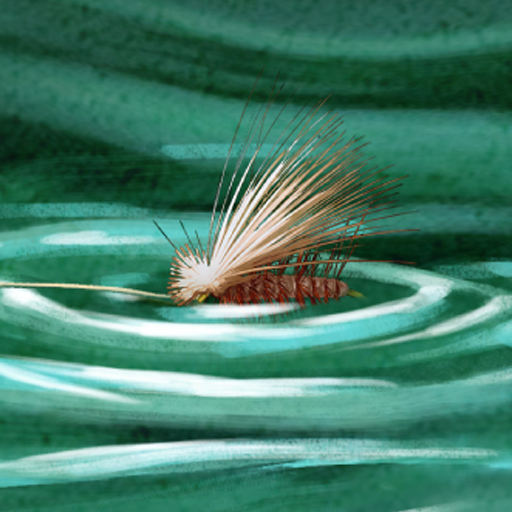 Freshwater Fly Strike