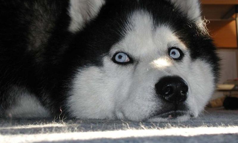 Husky Dog Wallpapers