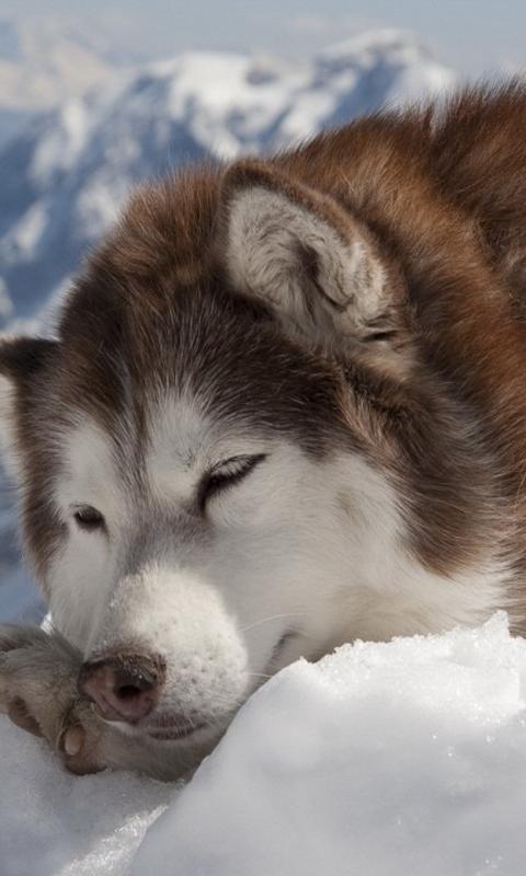 Husky Dog Wallpapers