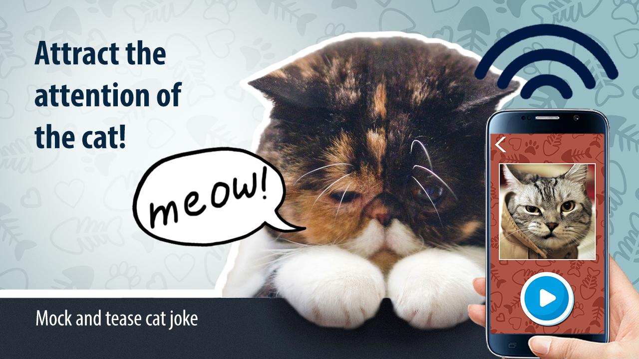 Mock and tease cat joke