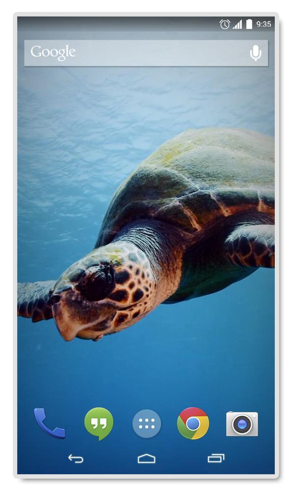 Green sea Turtle Live Wallpap
