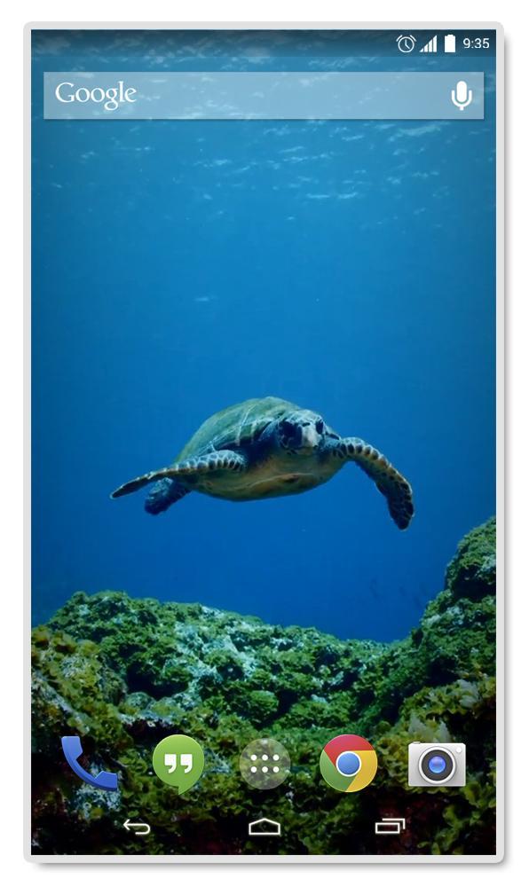 Green sea Turtle Live Wallpap