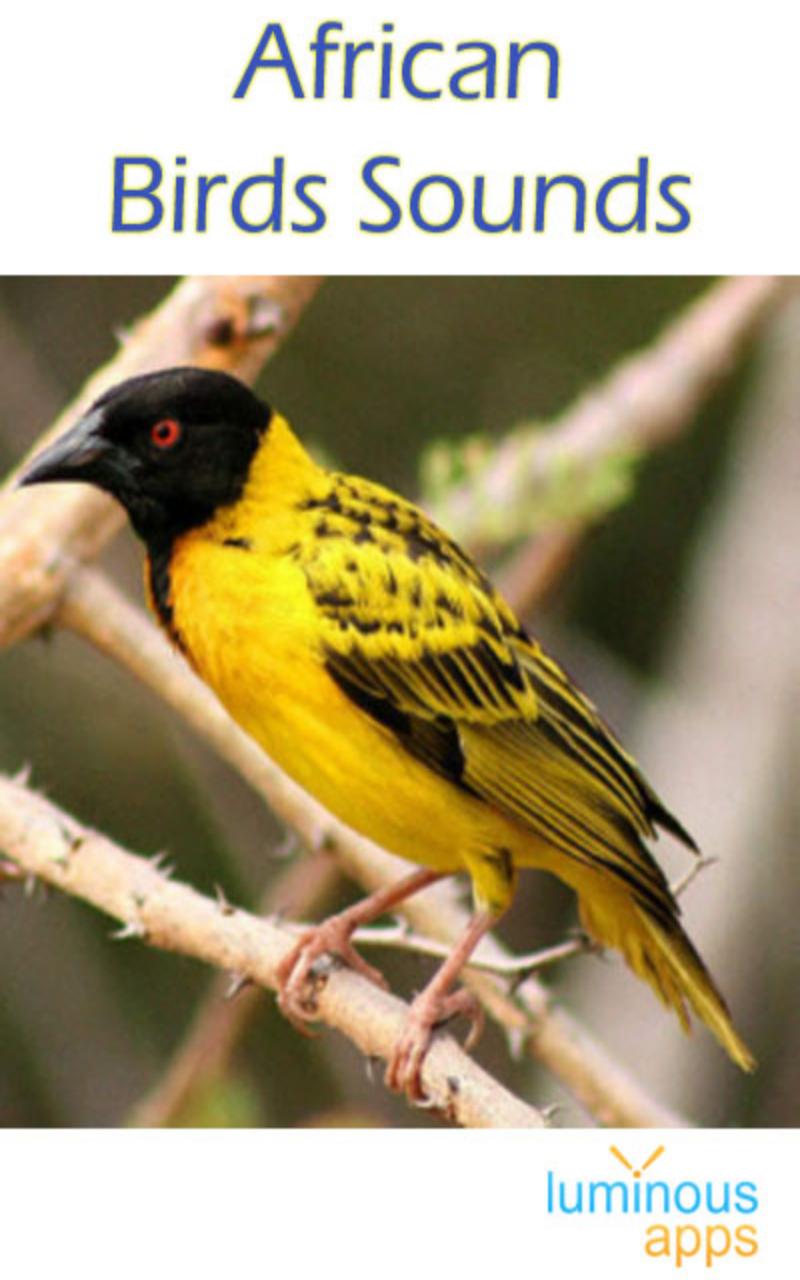 African Birds Sounds Free