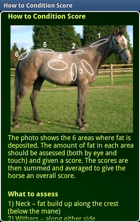 Horse Body Condition Scoring