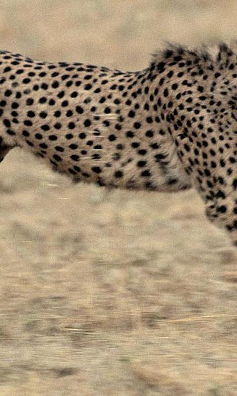 Cheetah Wallpapers
