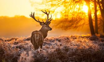 Deer wallpapers