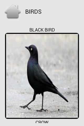 Kids Zoo Animals Birds - Free