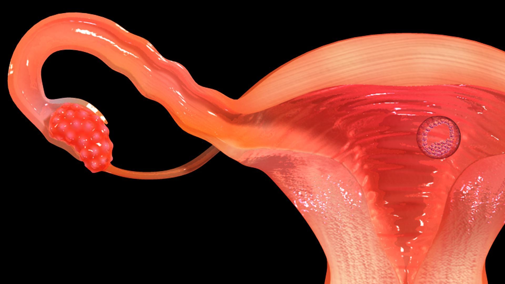 VR Female Reproductive System