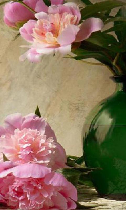 Peonies wallpapers
