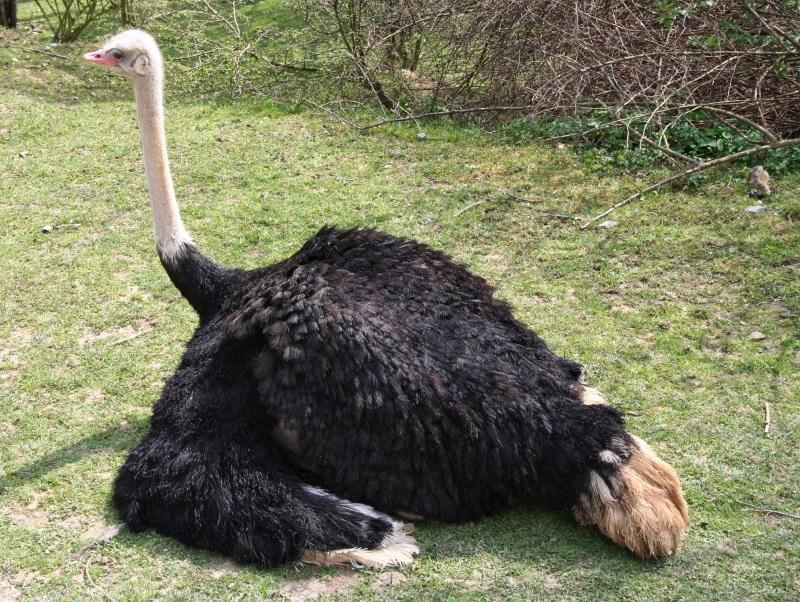 Animals jigsaw puzzles