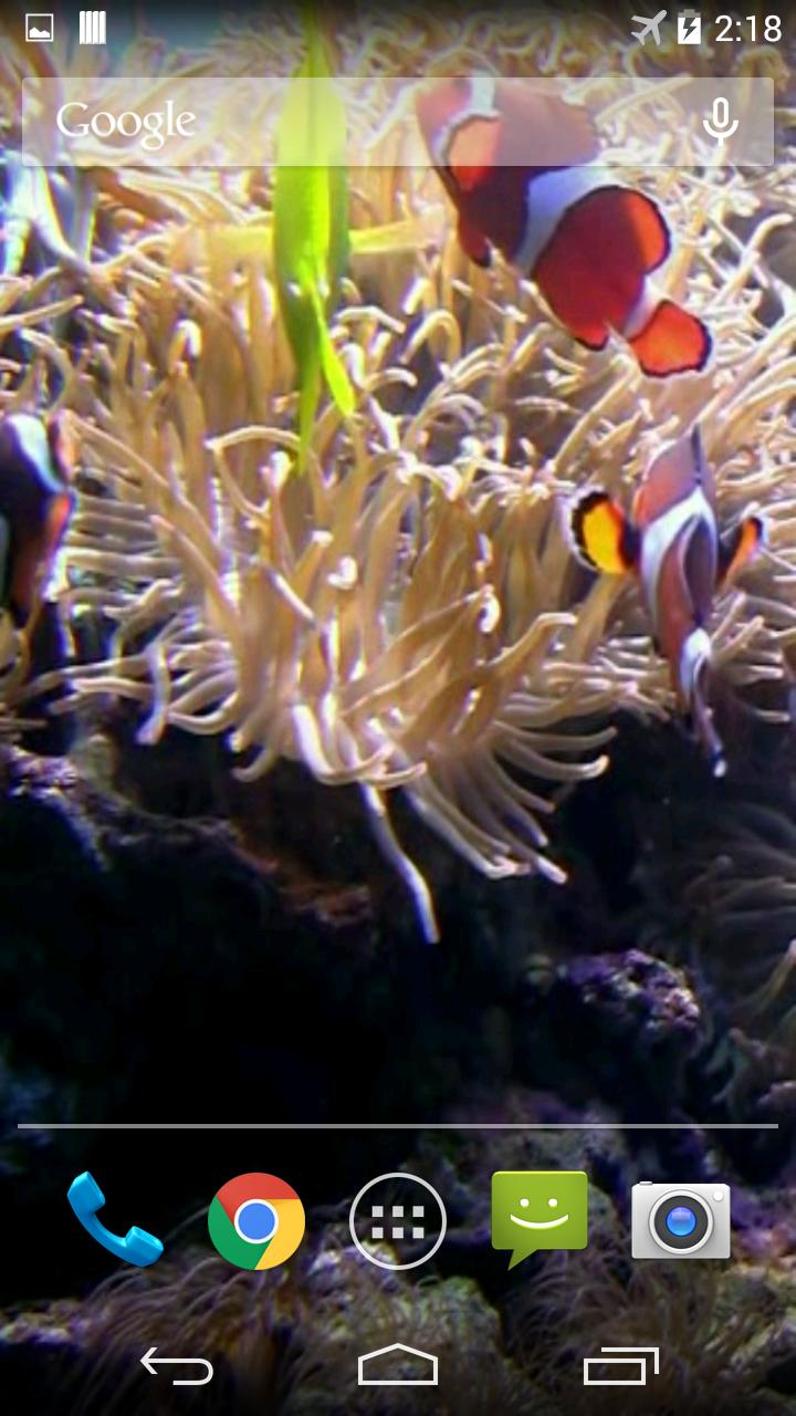 Clownfish Aquarium Wallpaper