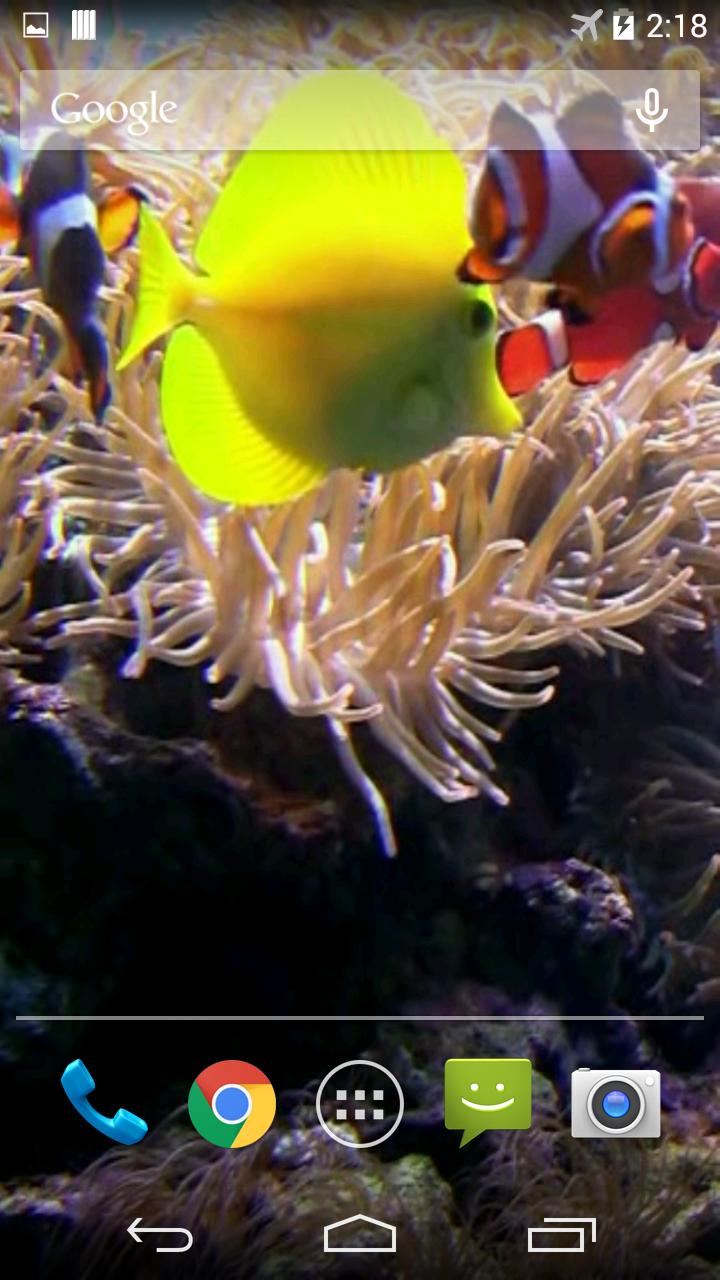 Clownfish Aquarium Wallpaper