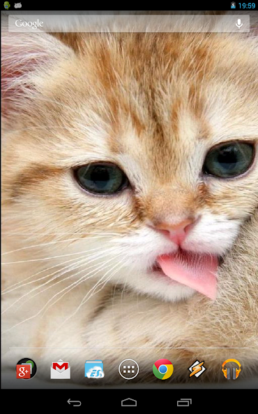 Magic Touch: Fluffy Cat