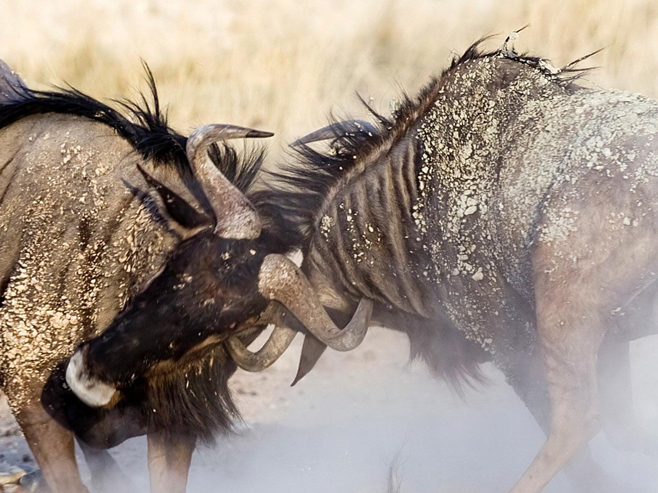 Safari Jigsaw animal puzzles