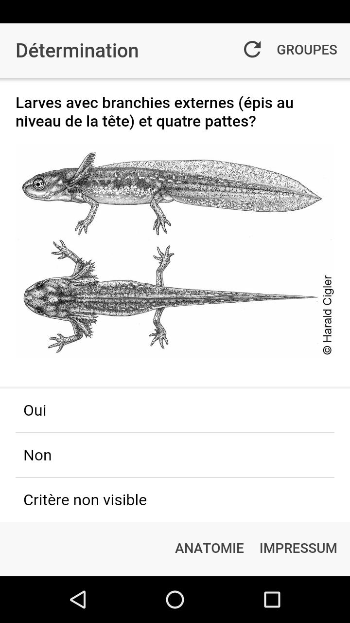 Webfauna