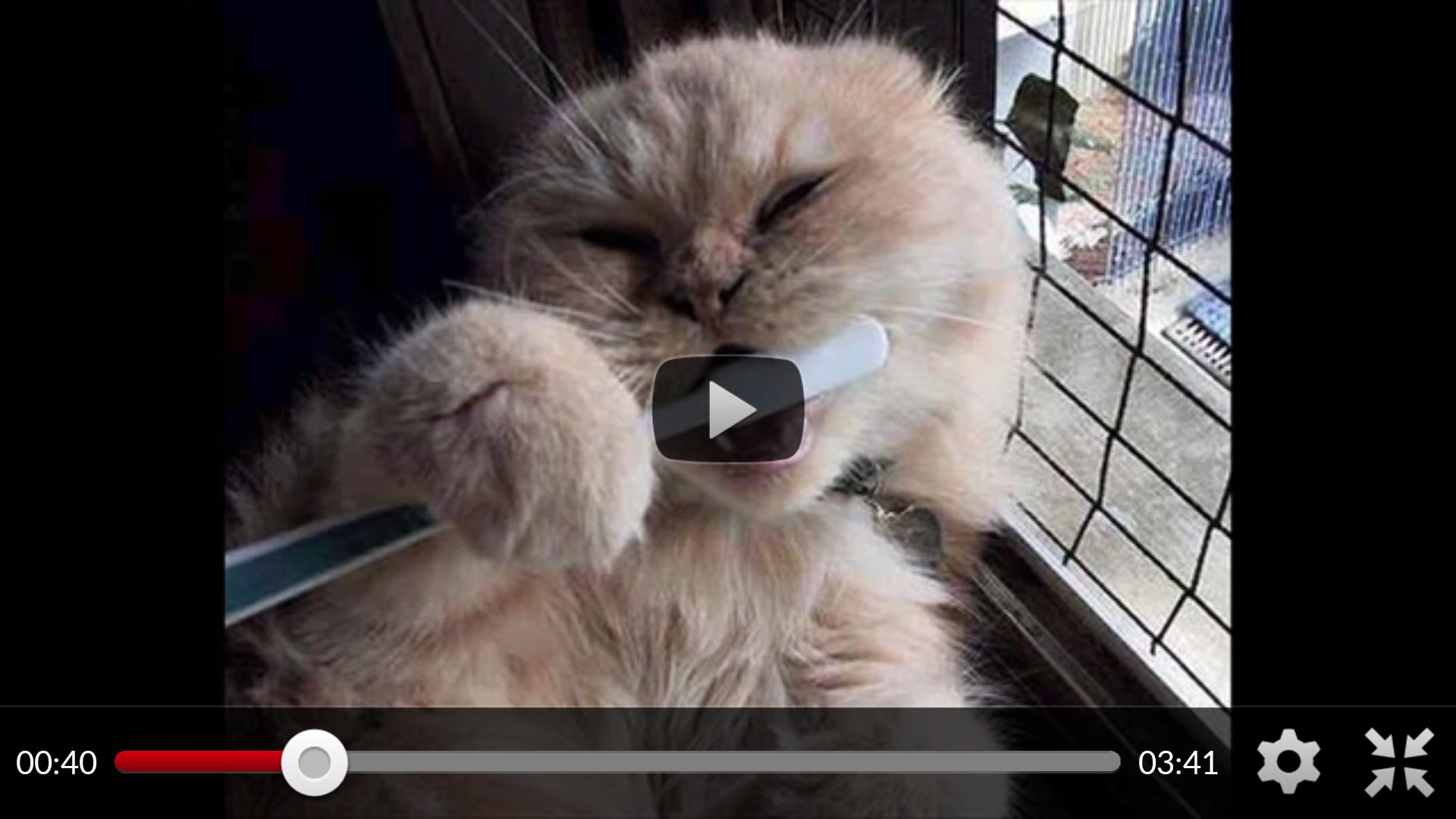 Funny Animal Videos