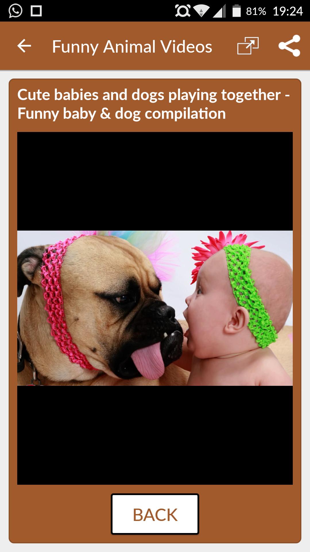 Funny Animal Videos