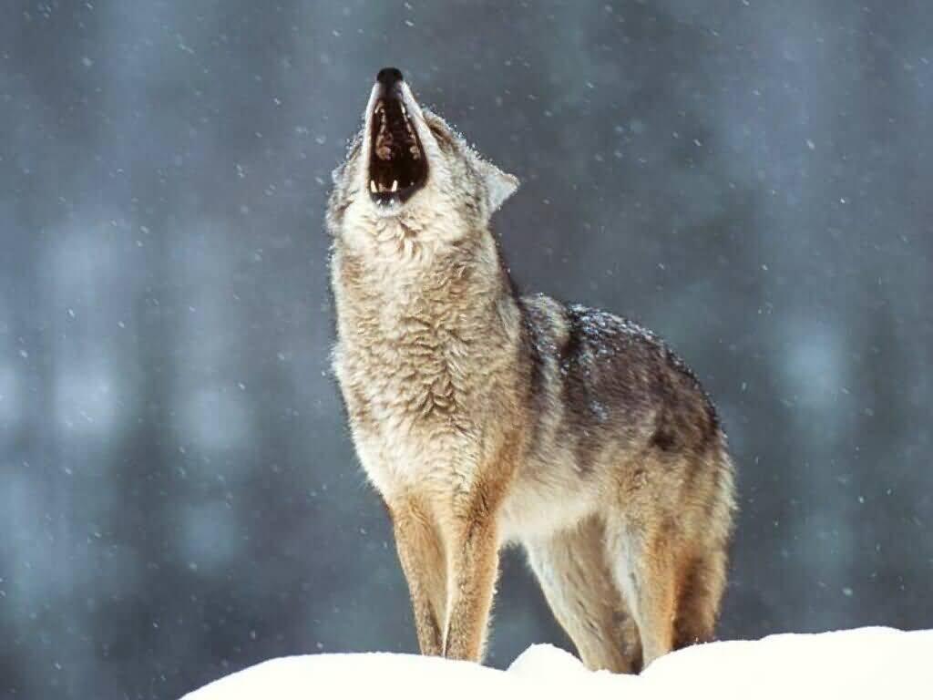 Wolves Puzzles