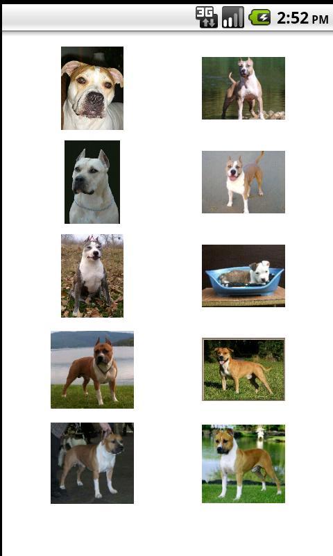 Perros.Todas las razas y fotos